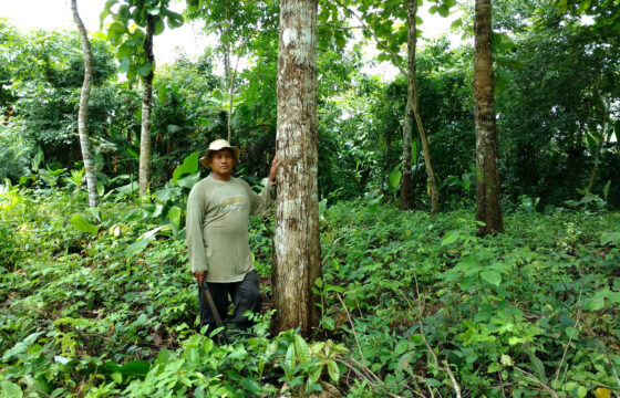 Furch Guitars Replenishment of Exotic Wood